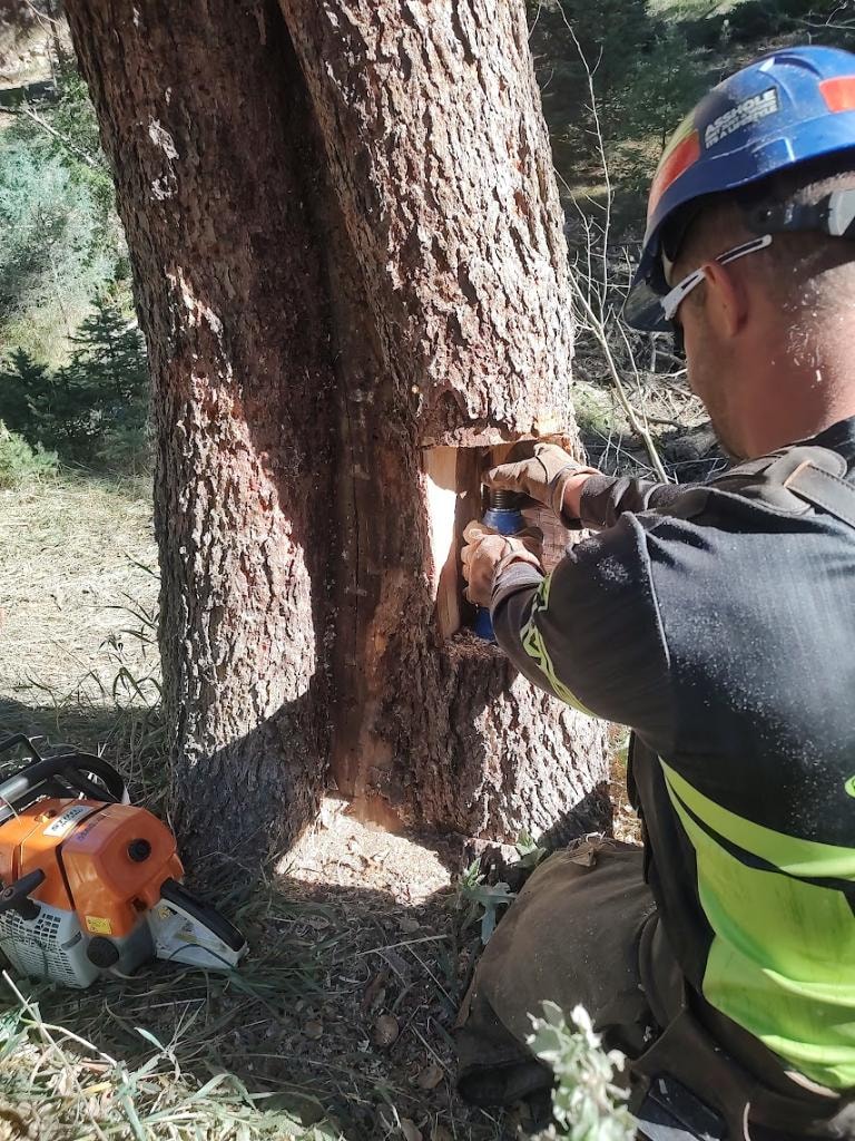Technical tree felling