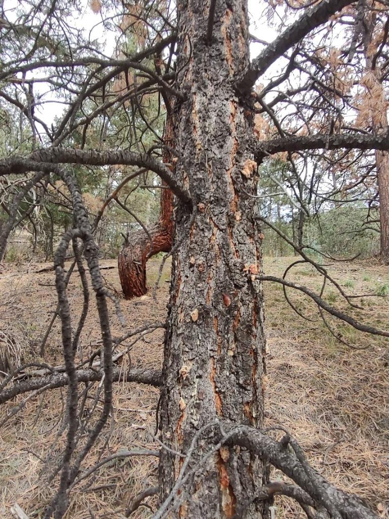 Crew member assessing dead pine during forest health planning